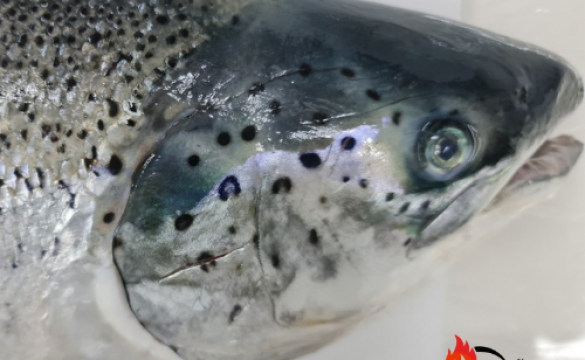 Cá hồi tươi Na Uy tiêu chuẩn ăn Sashimi